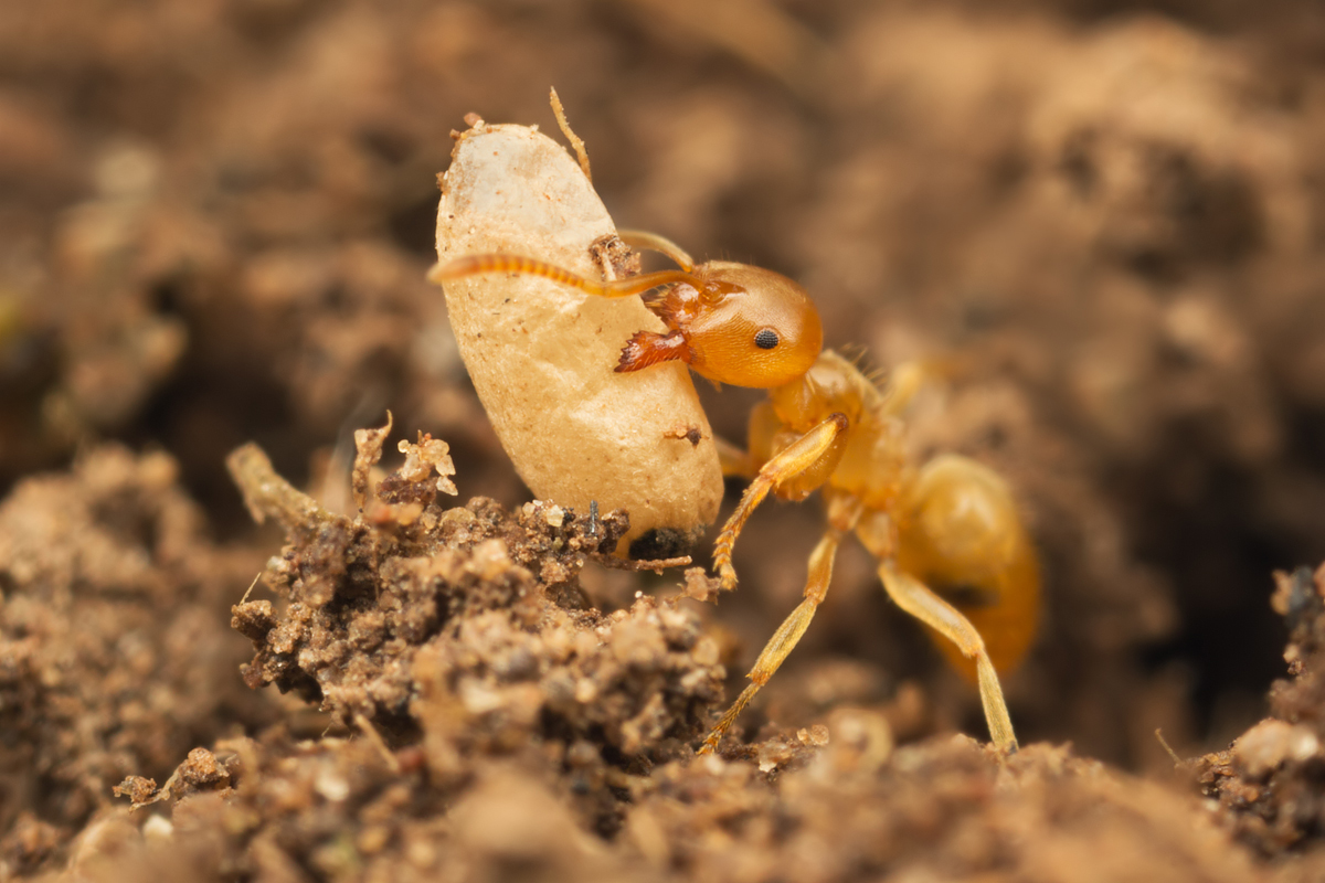 Yellow Meadow Ant with pupa 2